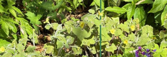 Image de la plante