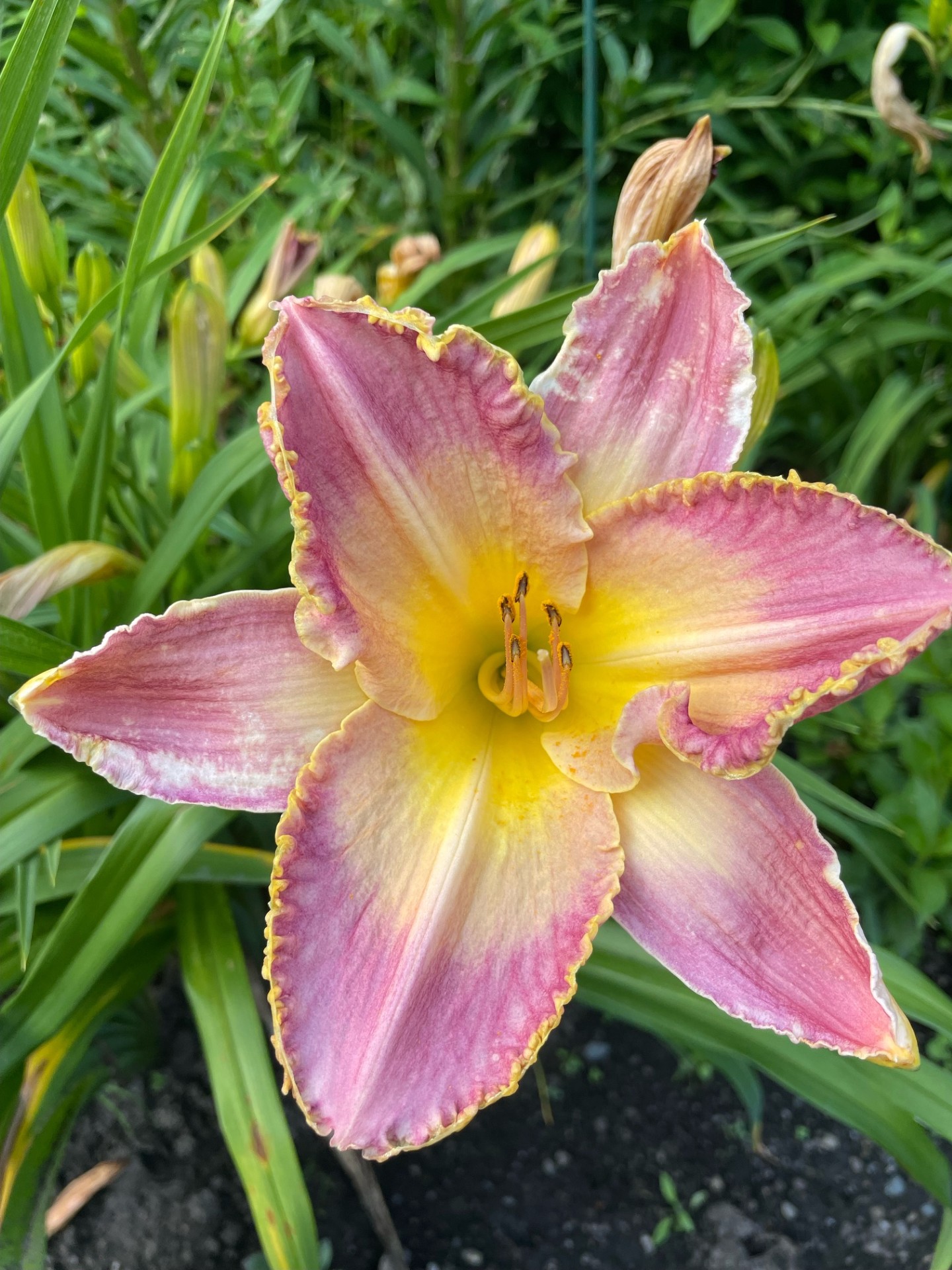 Image de la plante