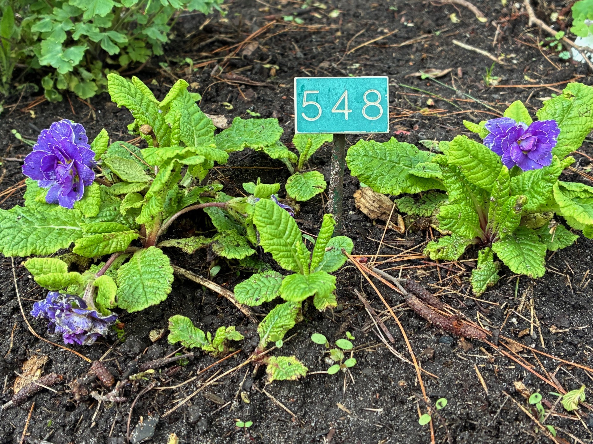 Image de la plante