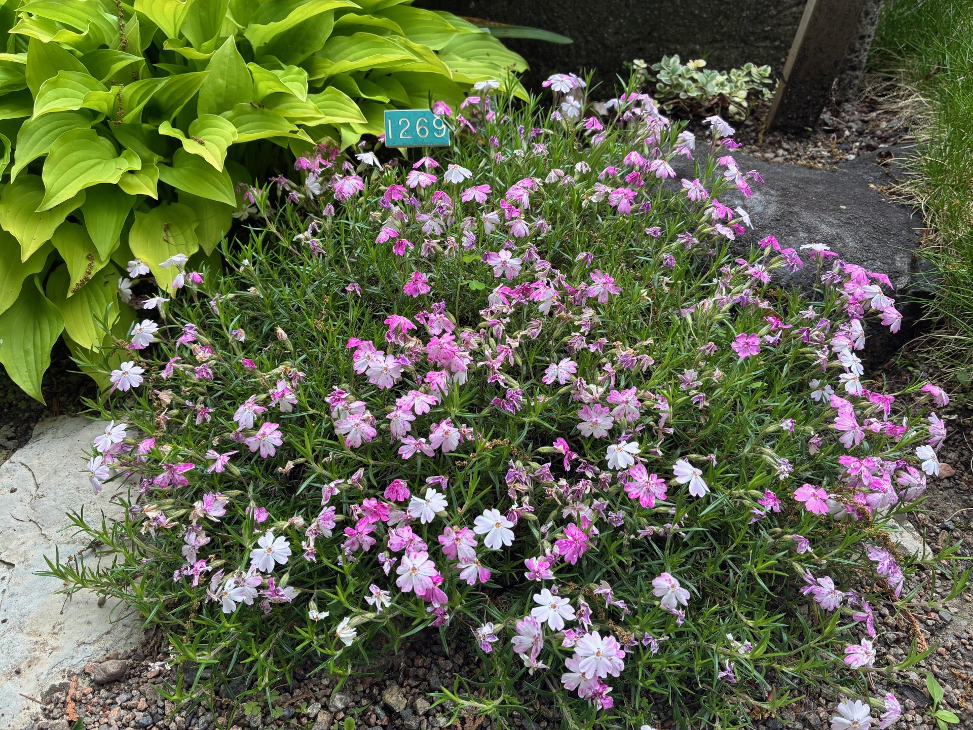 Image de la plante