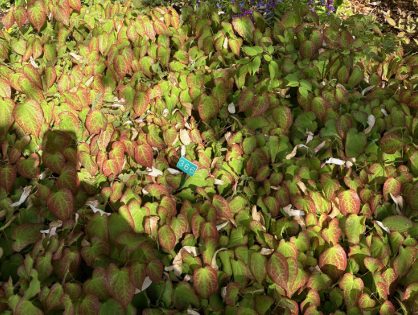 Image de la plante