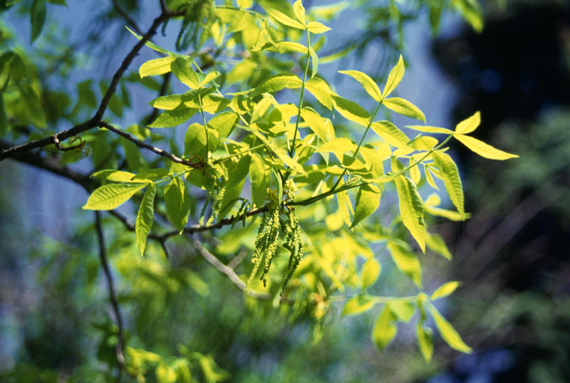 Image de la plante