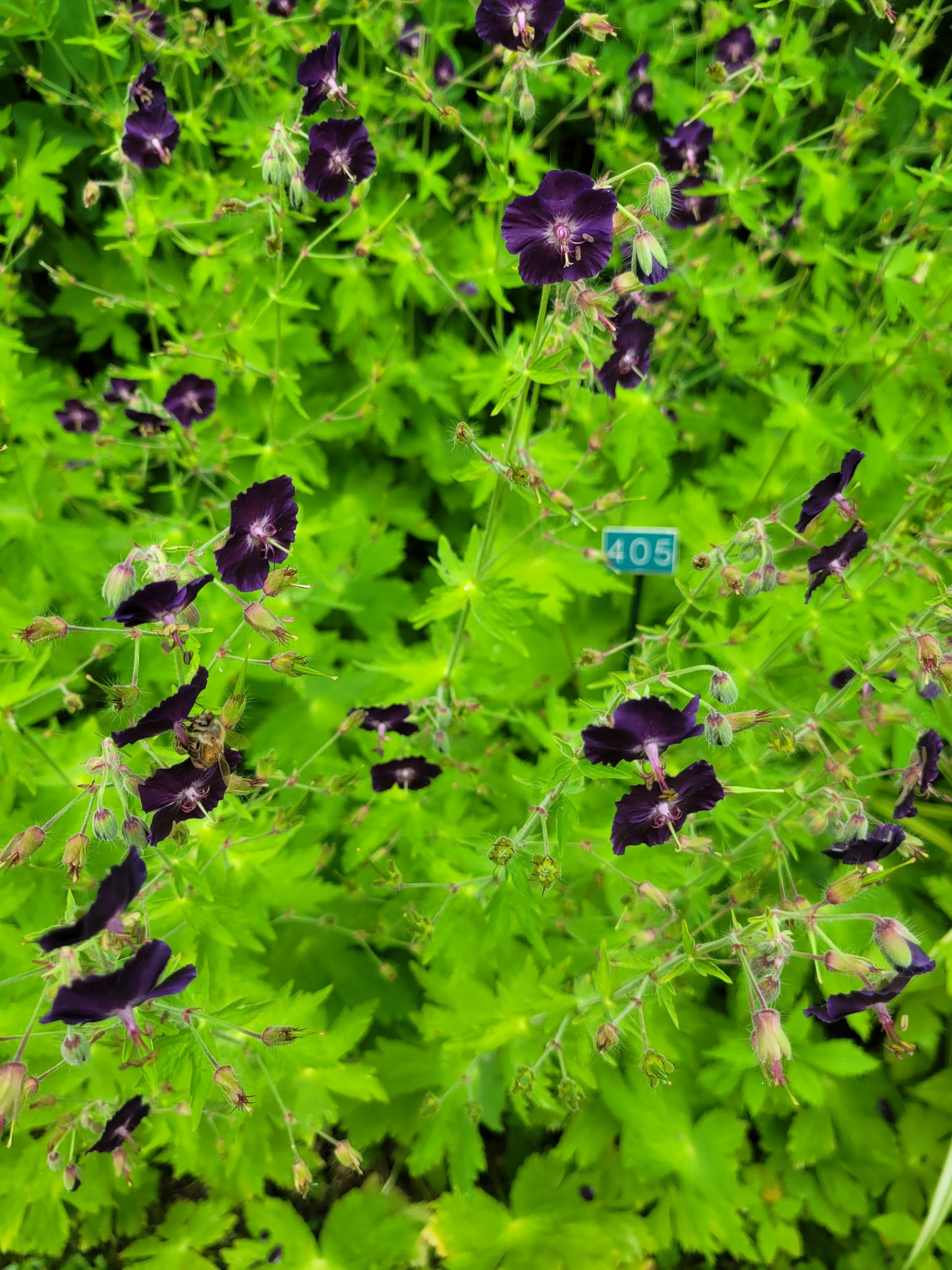 Image de la plante