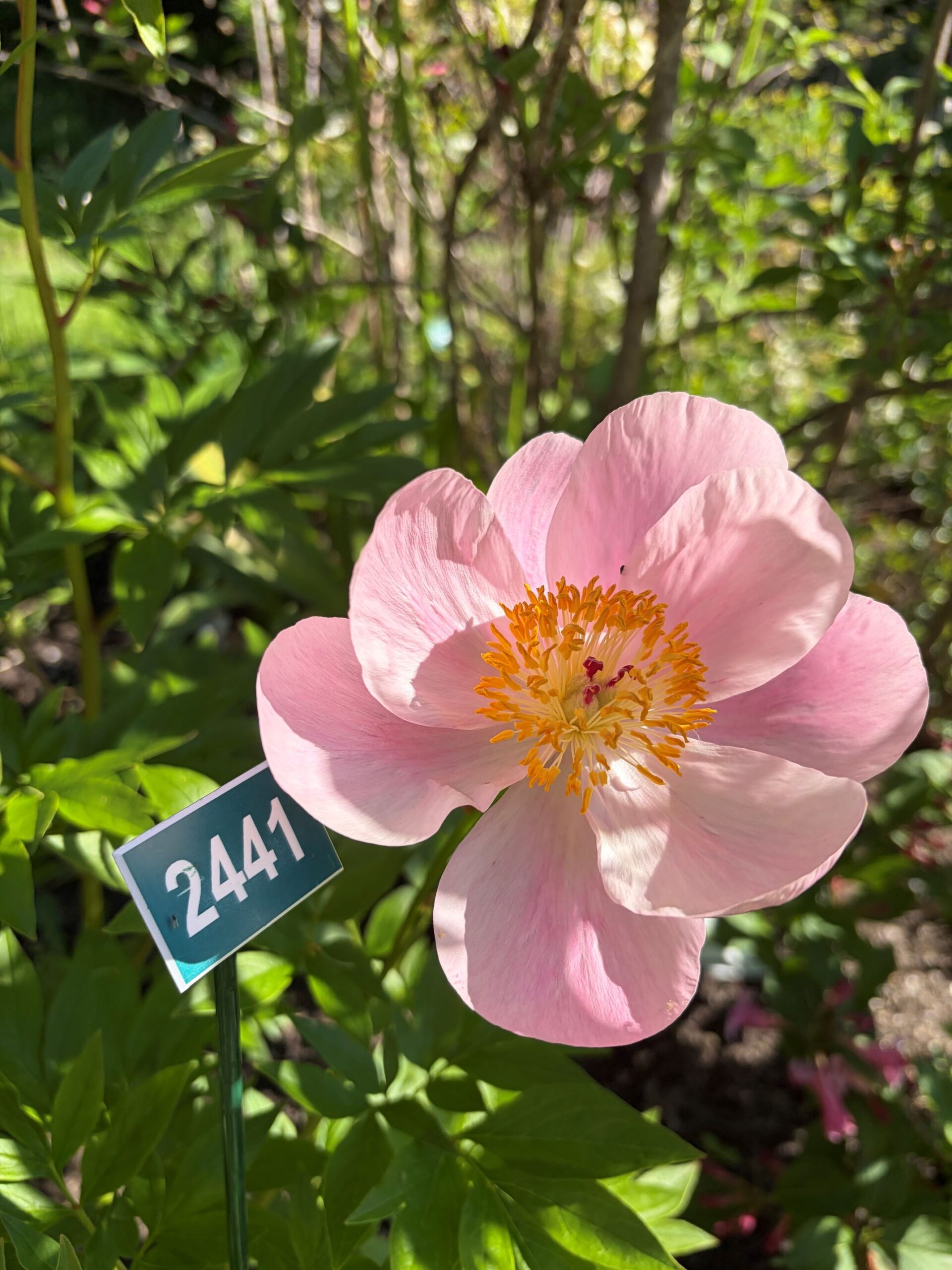 Image de la plante