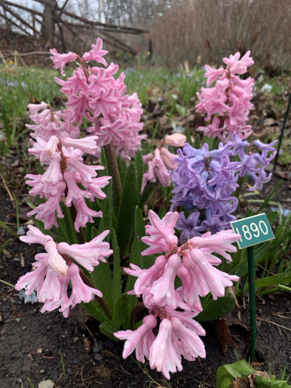 Image de la plante