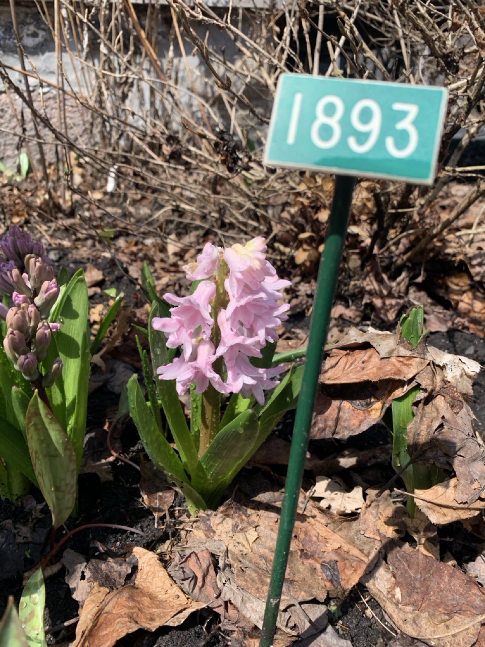 Image de la plante