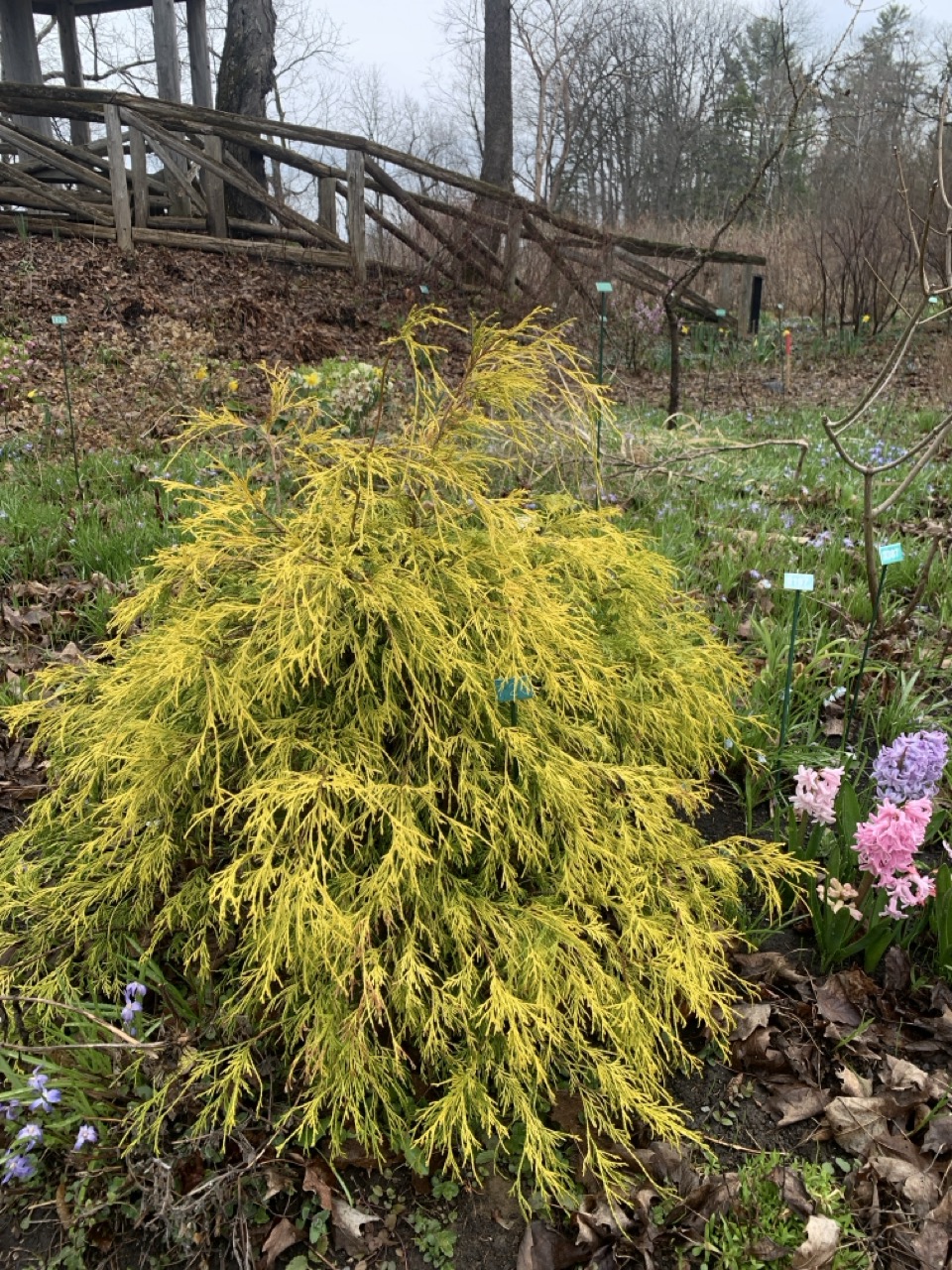 Image de la plante