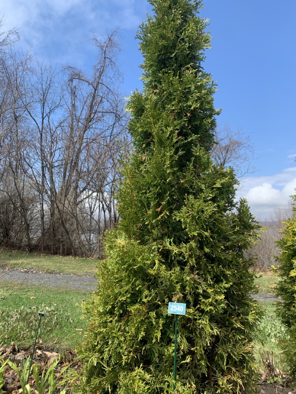Image de la plante