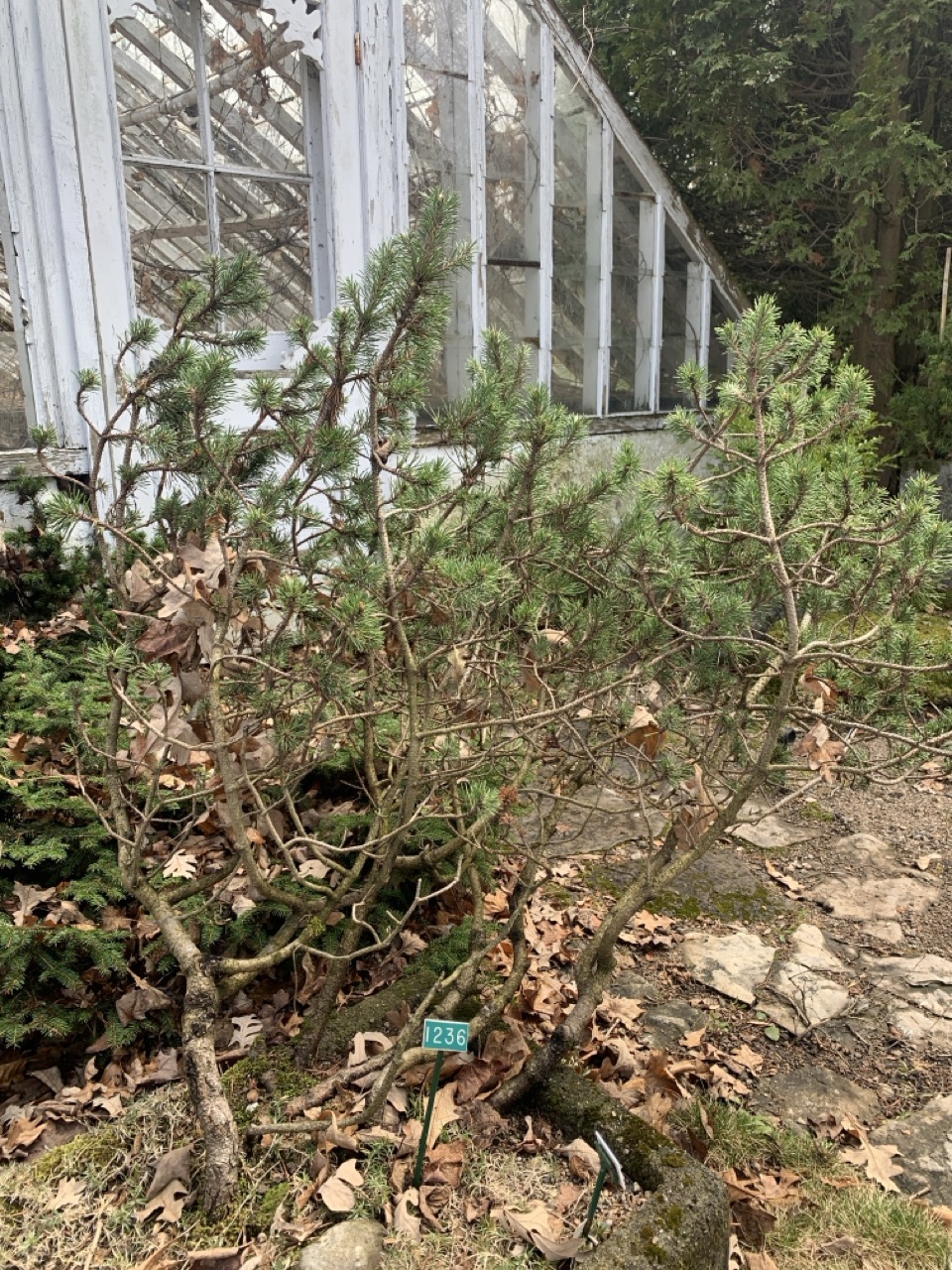 Image de la plante