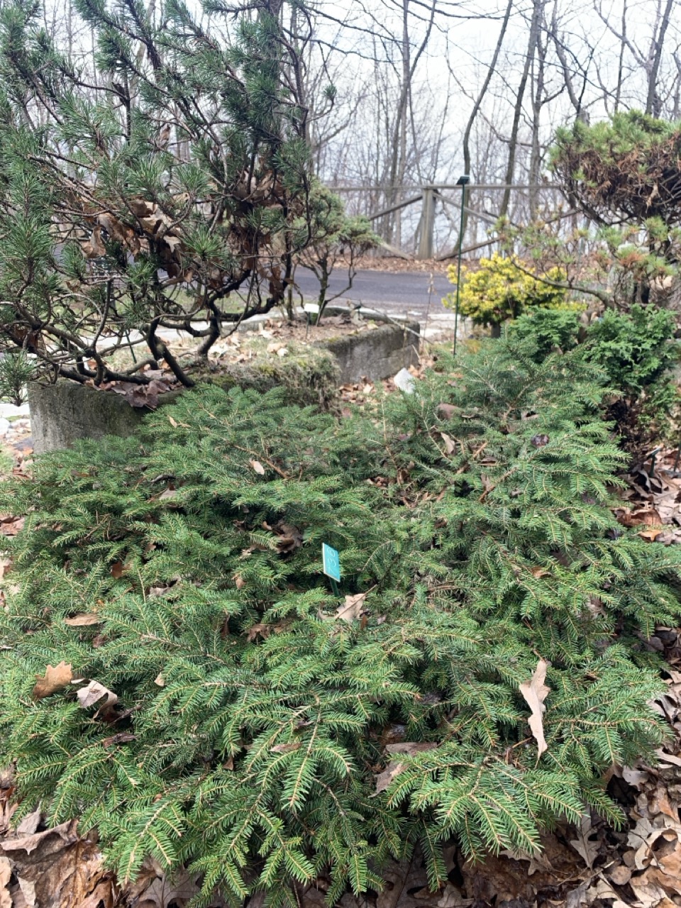 Image de la plante