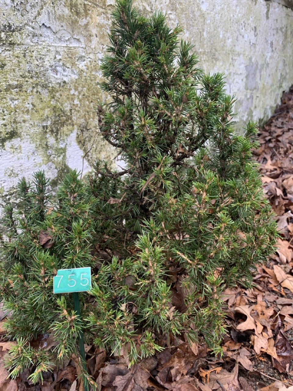 Image de la plante