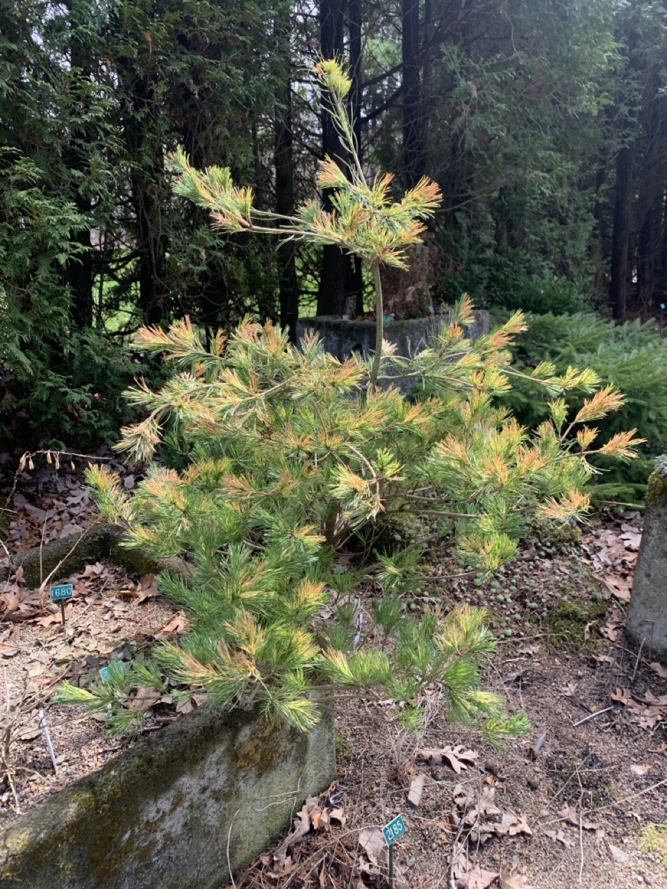 Image de la plante