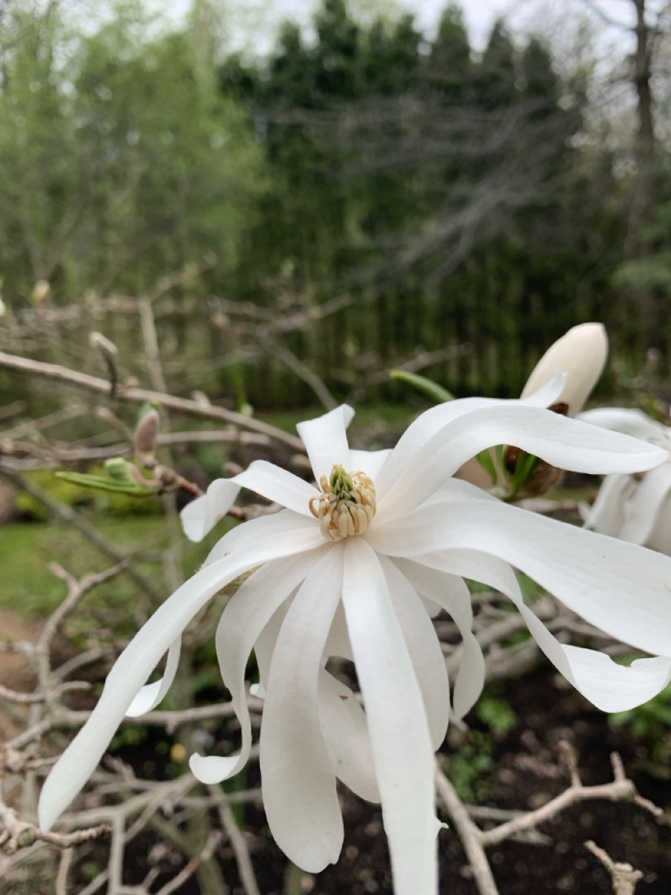Image de la plante