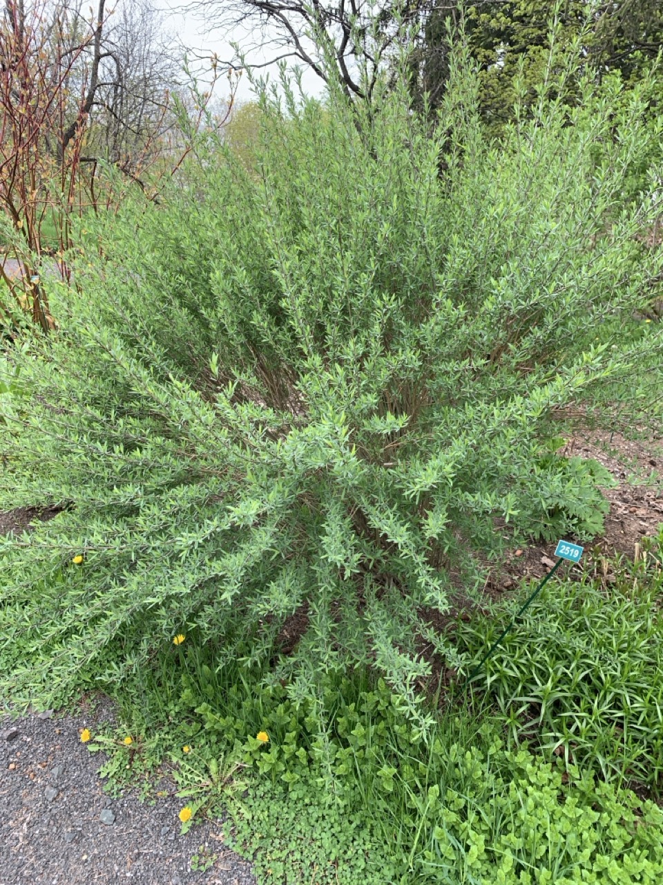 Image de la plante