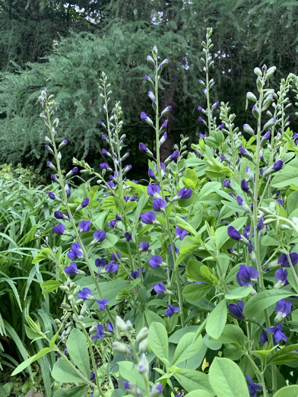 Image de la plante