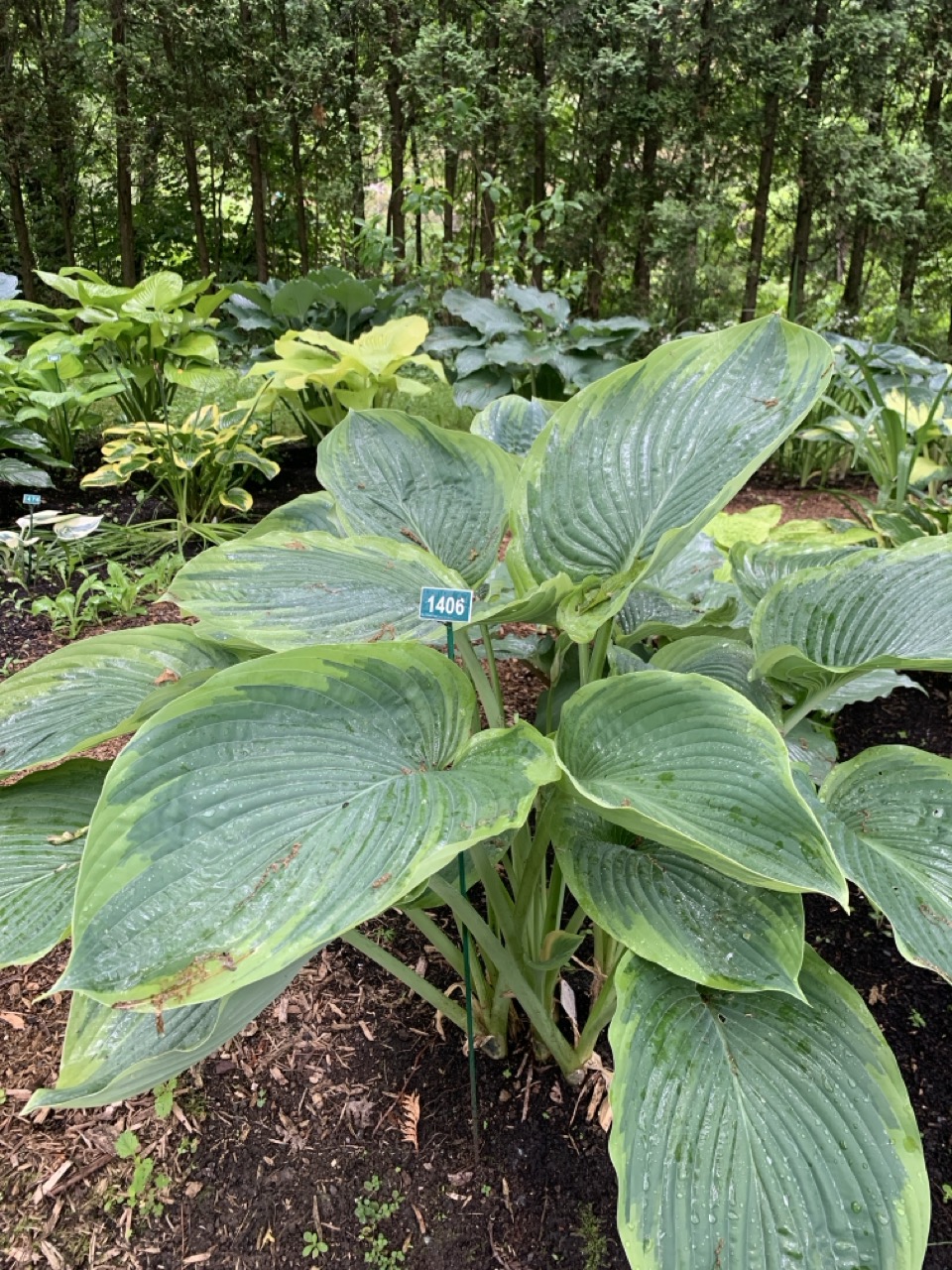 Image de la plante