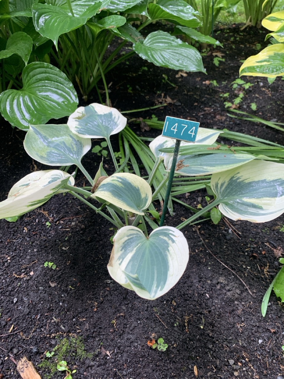Image de la plante