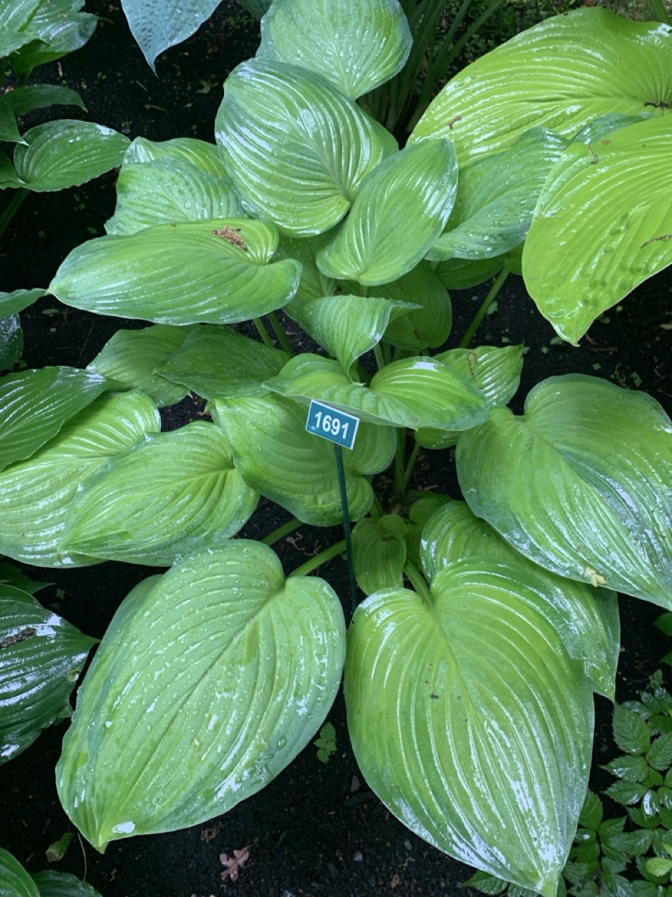 Image de la plante