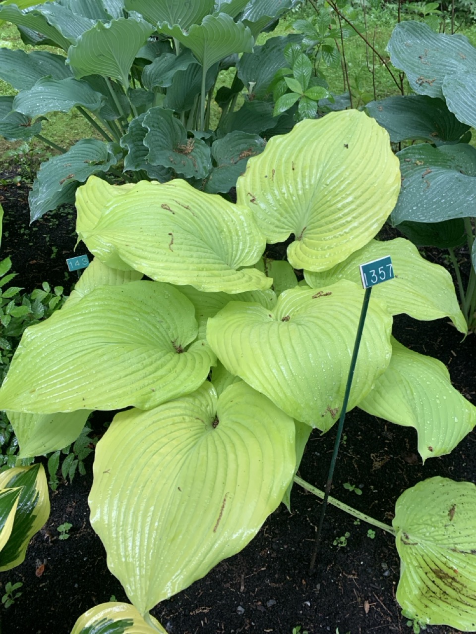Image de la plante
