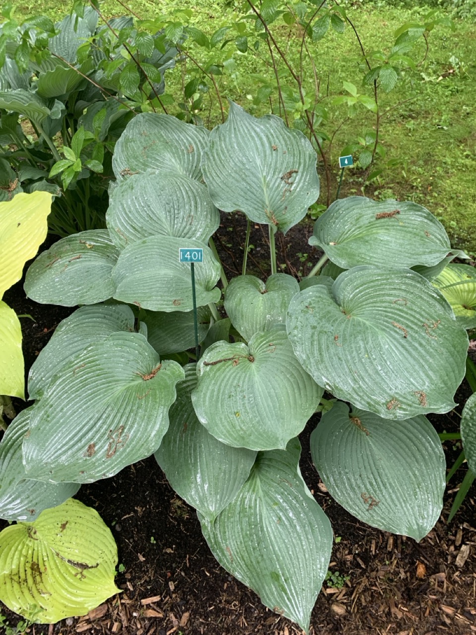 Image de la plante