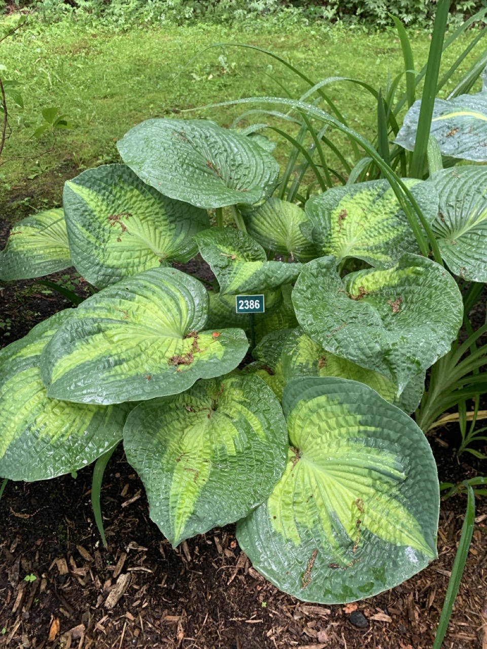 Image de la plante
