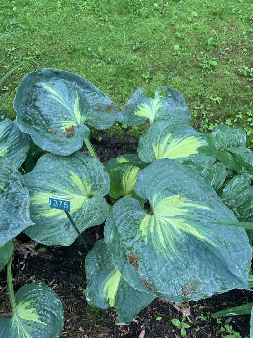 Image de la plante
