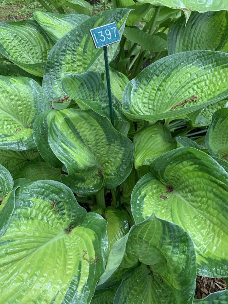 Image de la plante