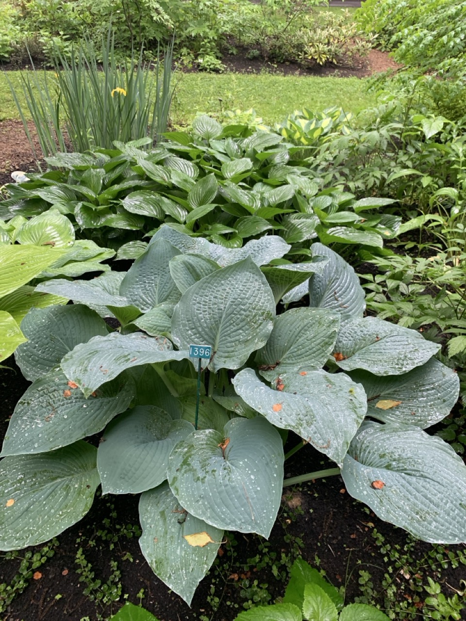 Image de la plante