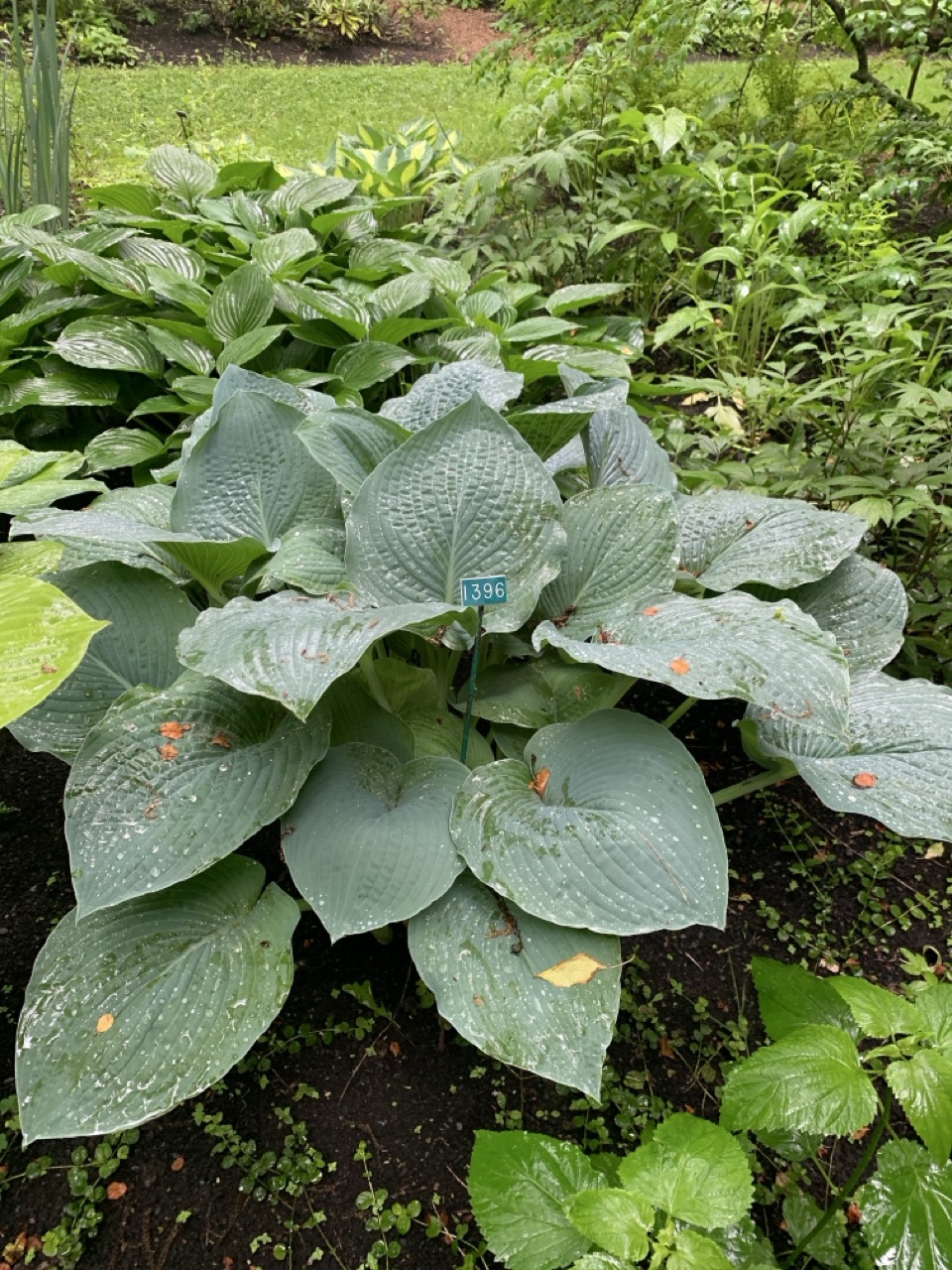 Image de la plante