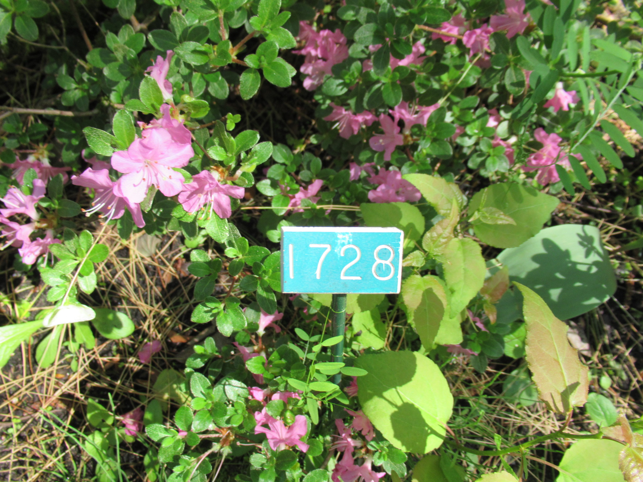 Image de la plante