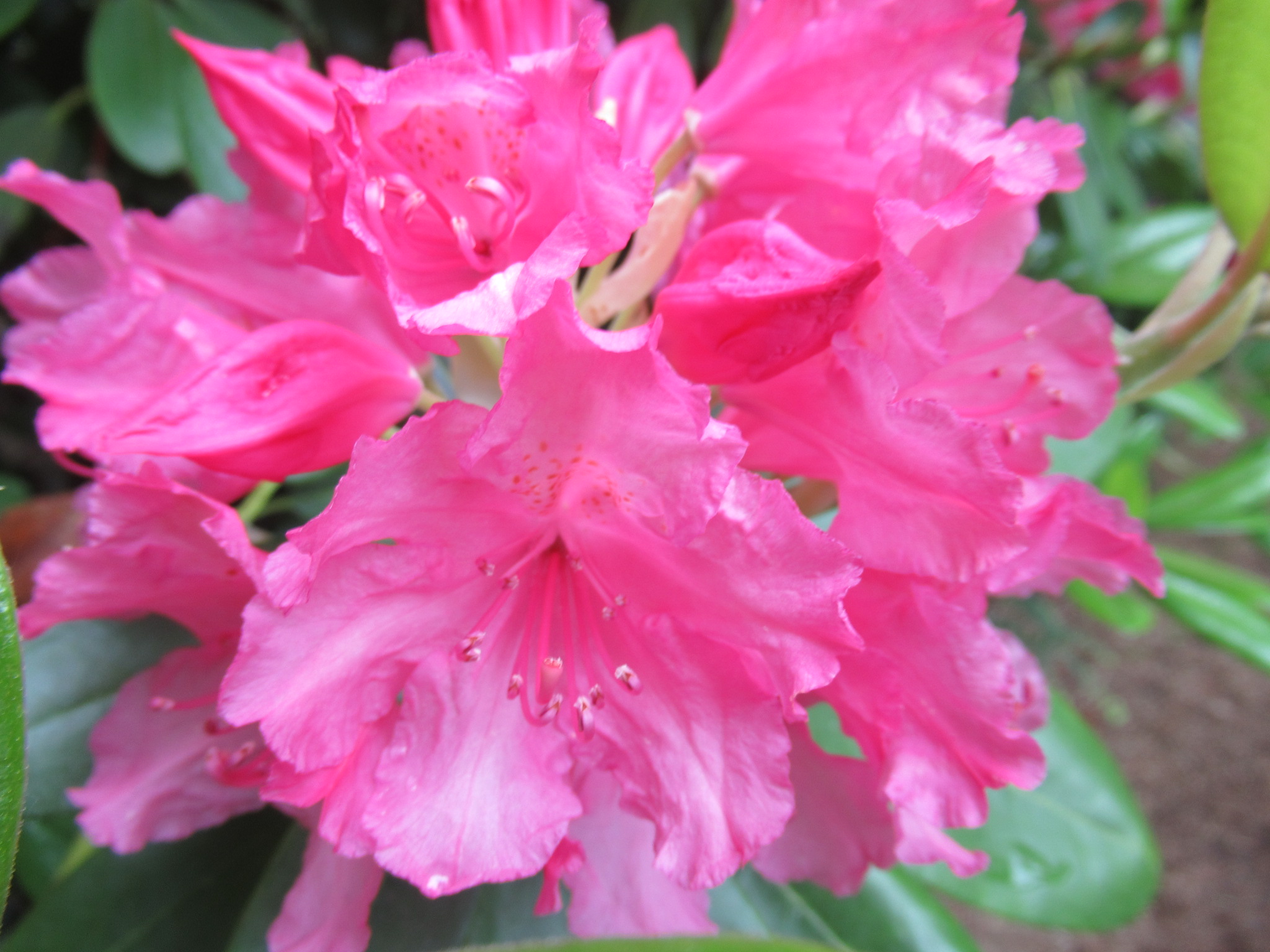Image de la plante