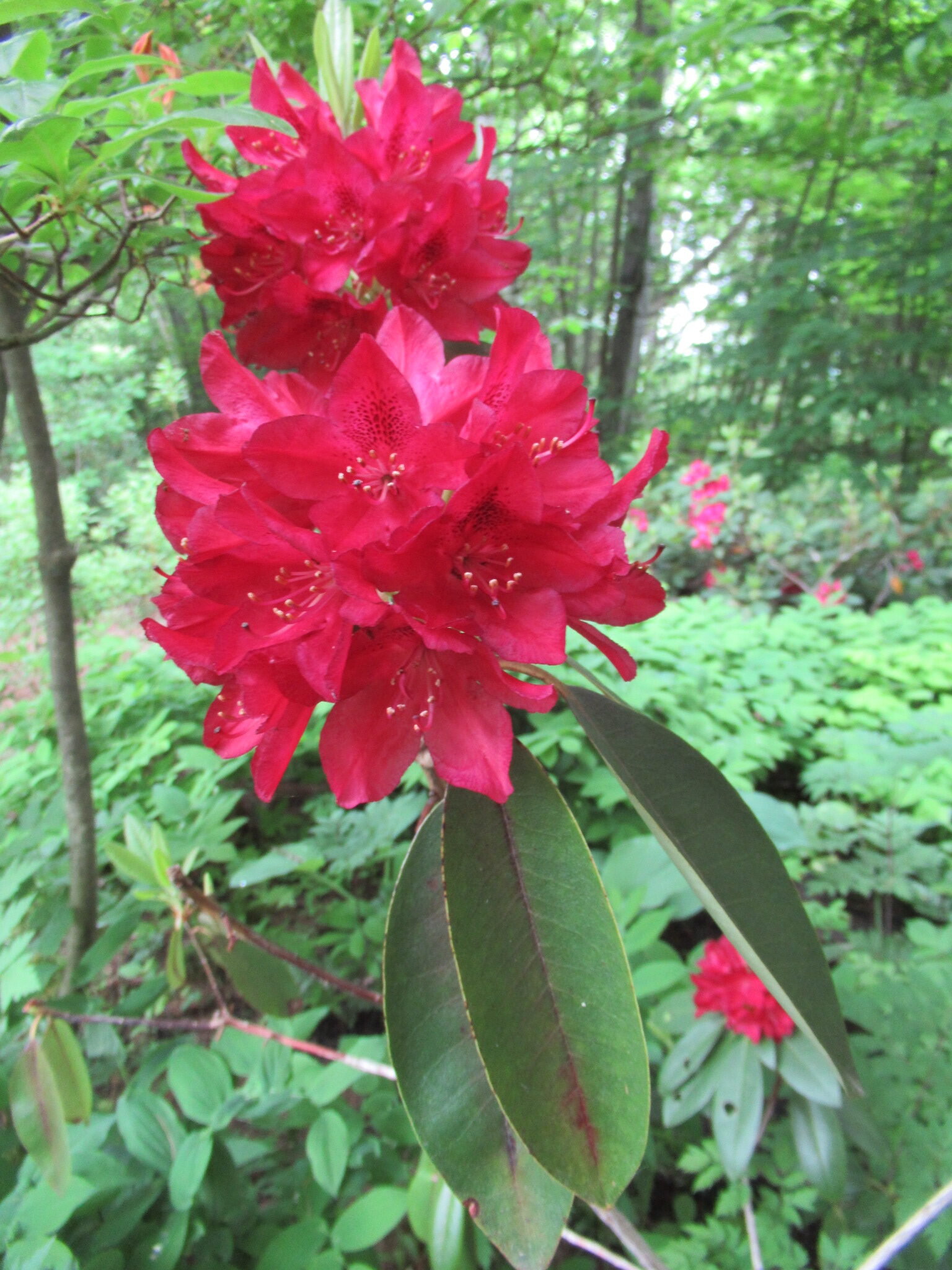 Image de la plante