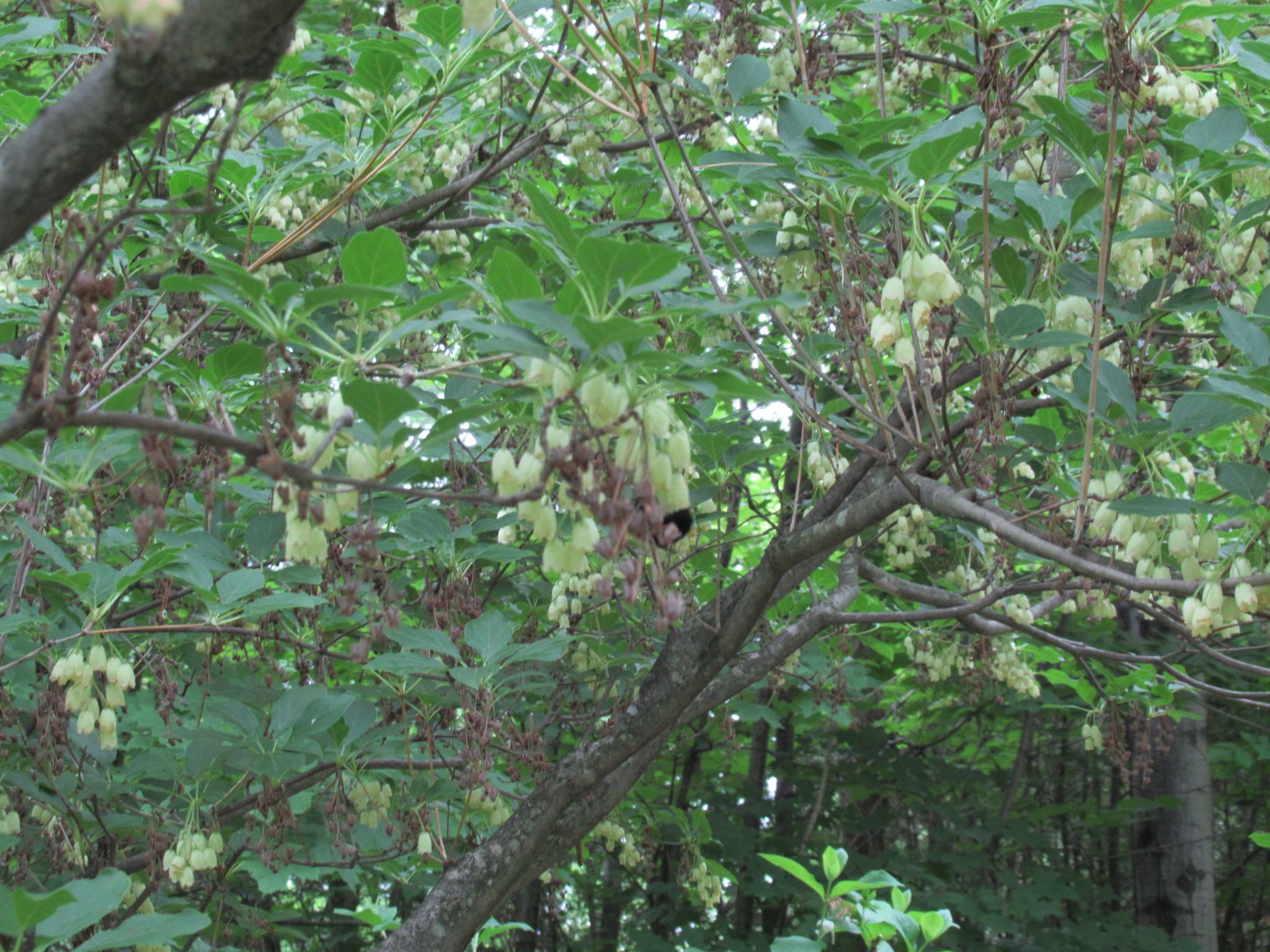 Image de la plante