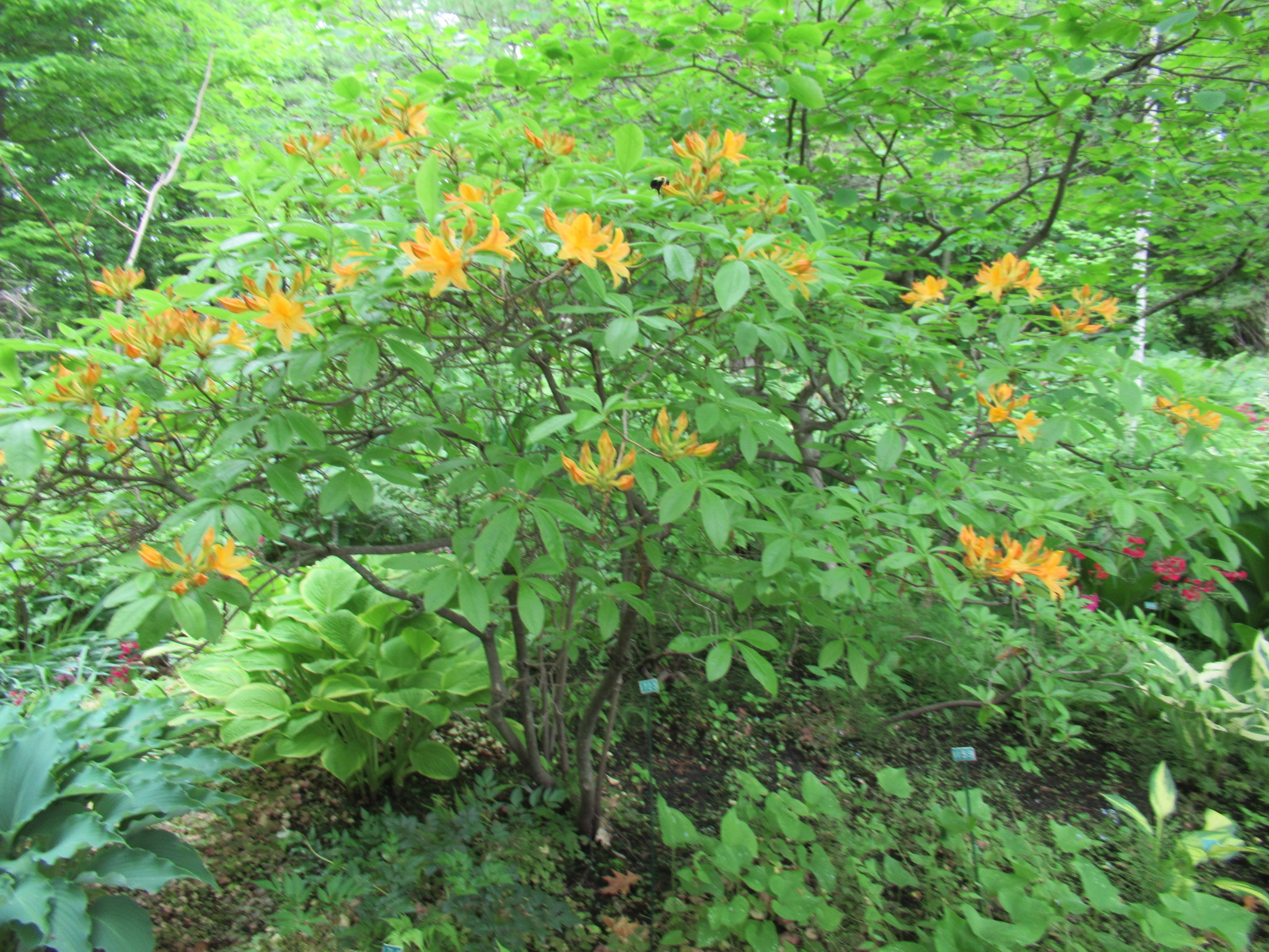 Image de la plante