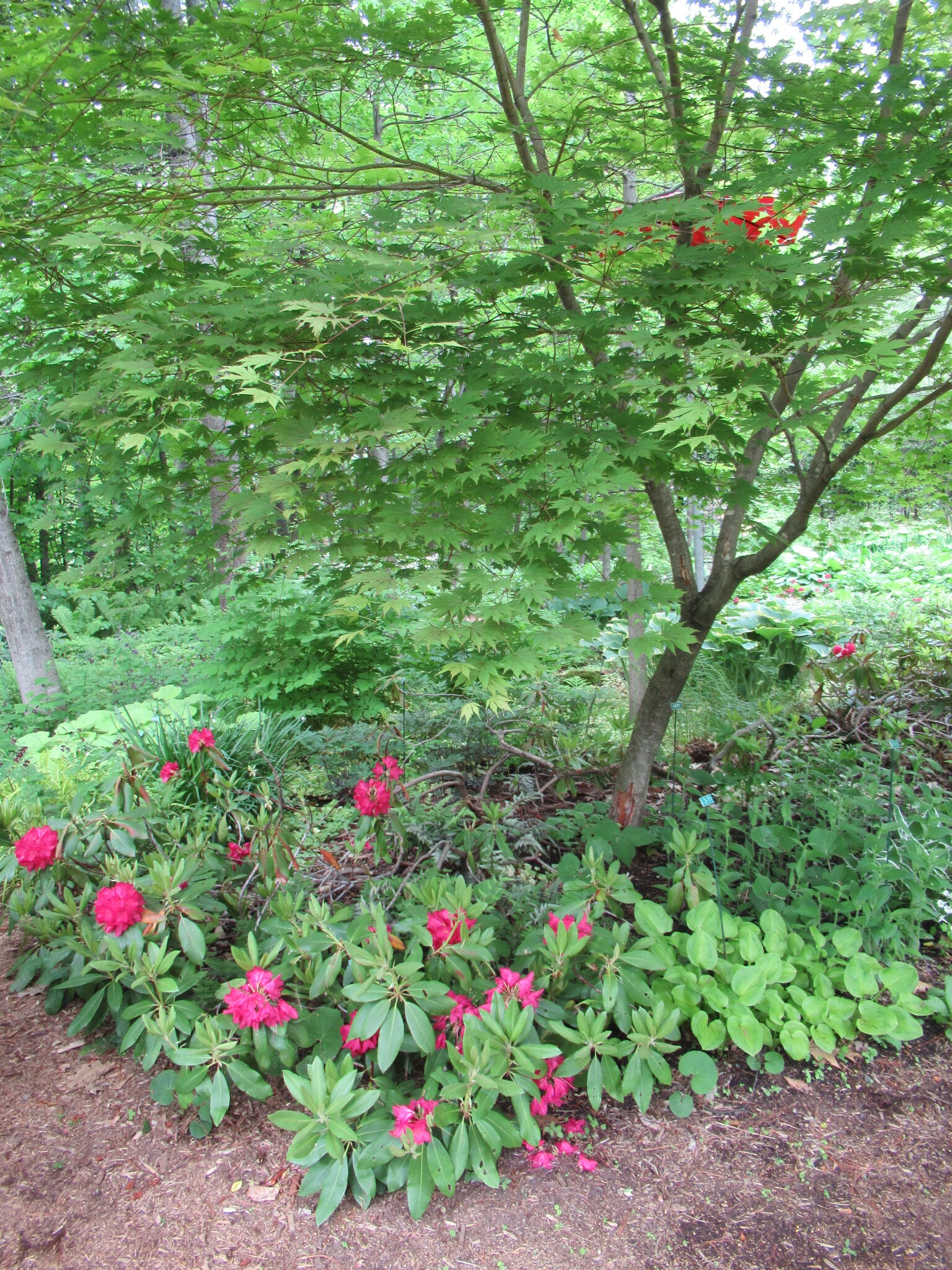 Image de la plante