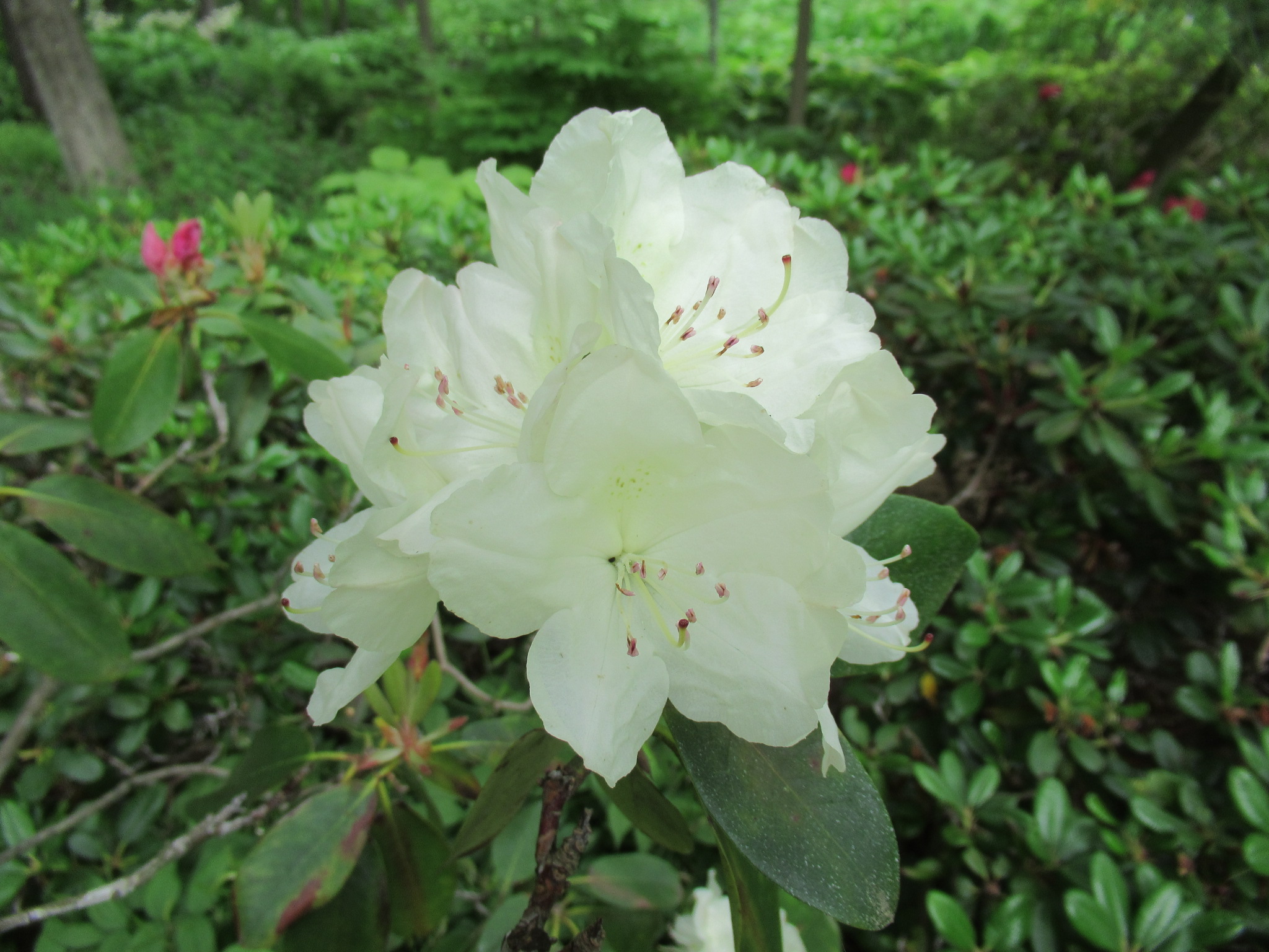 Image de la plante