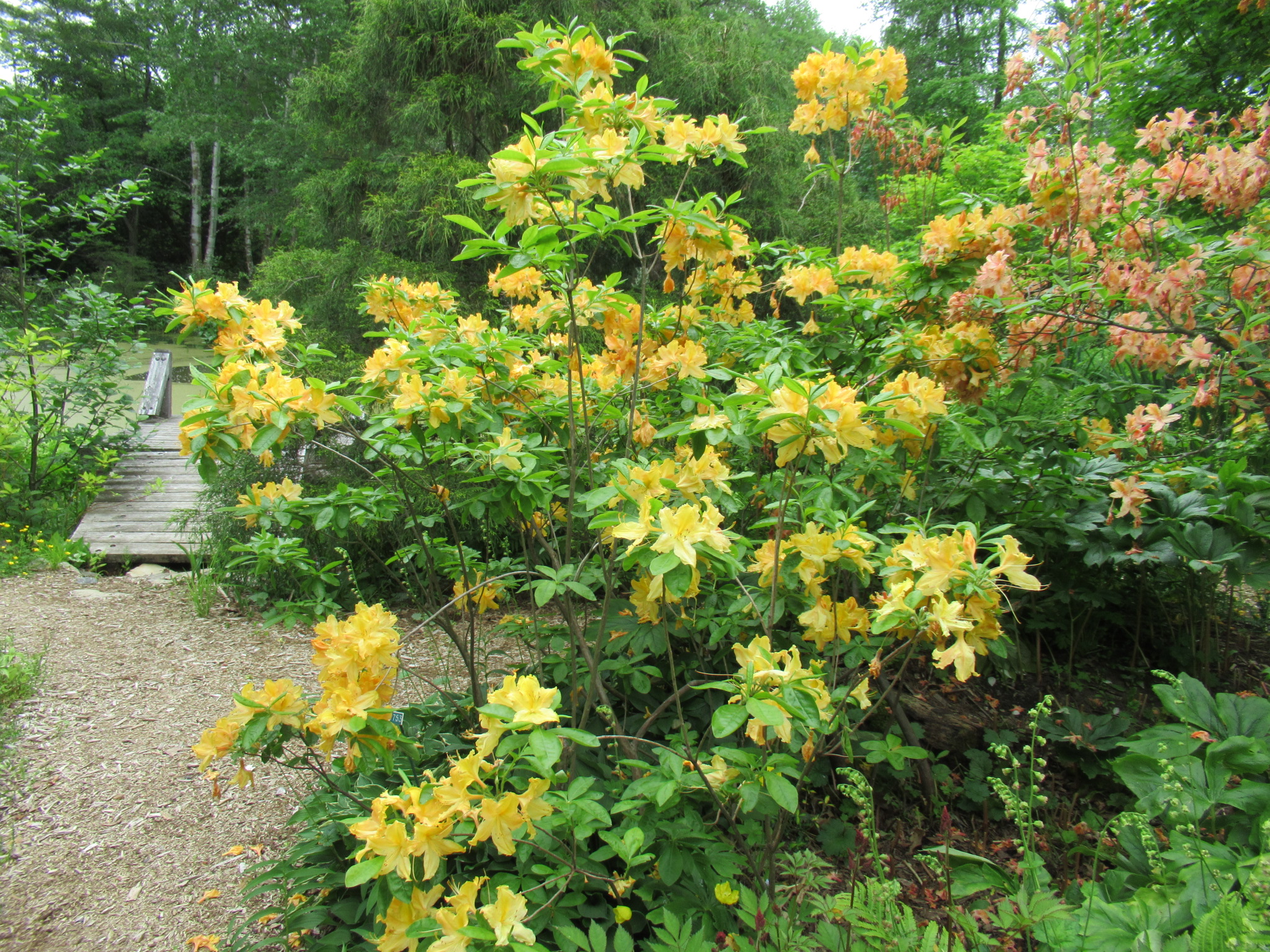Image de la plante