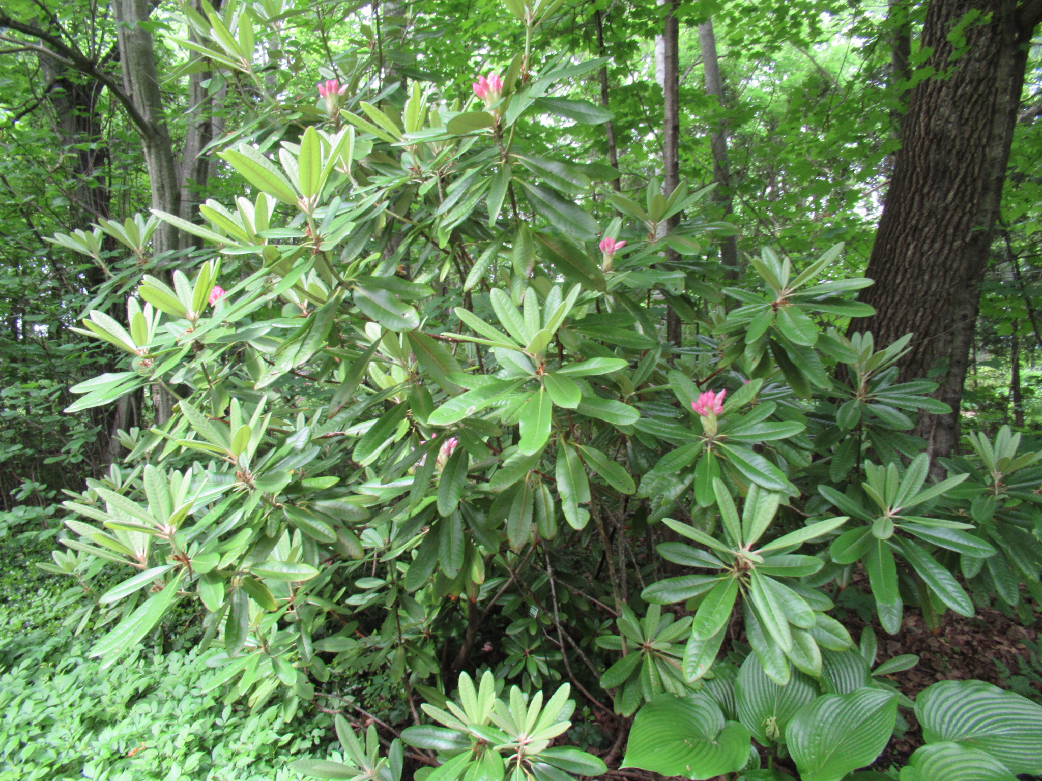 Image de la plante