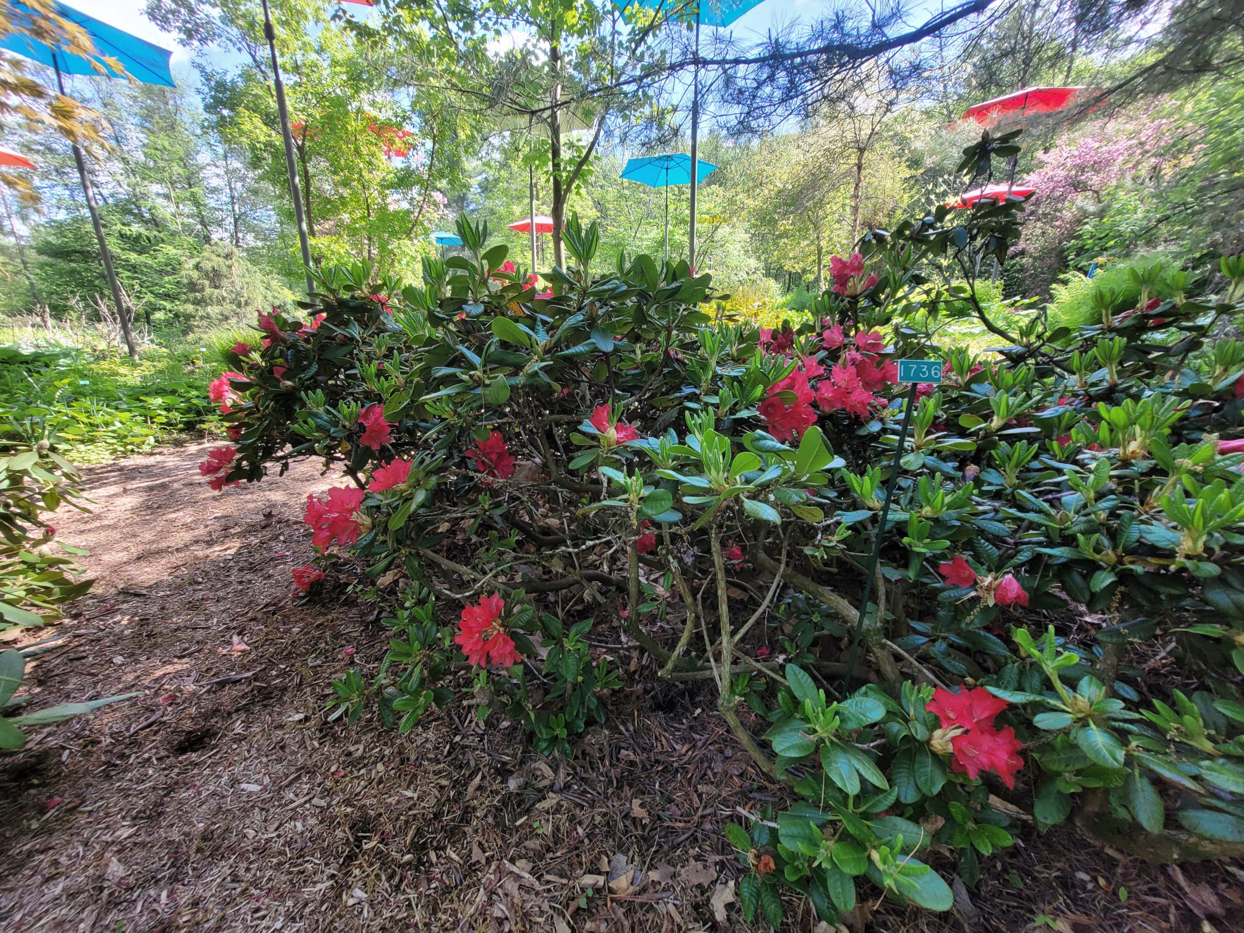 Image de la plante