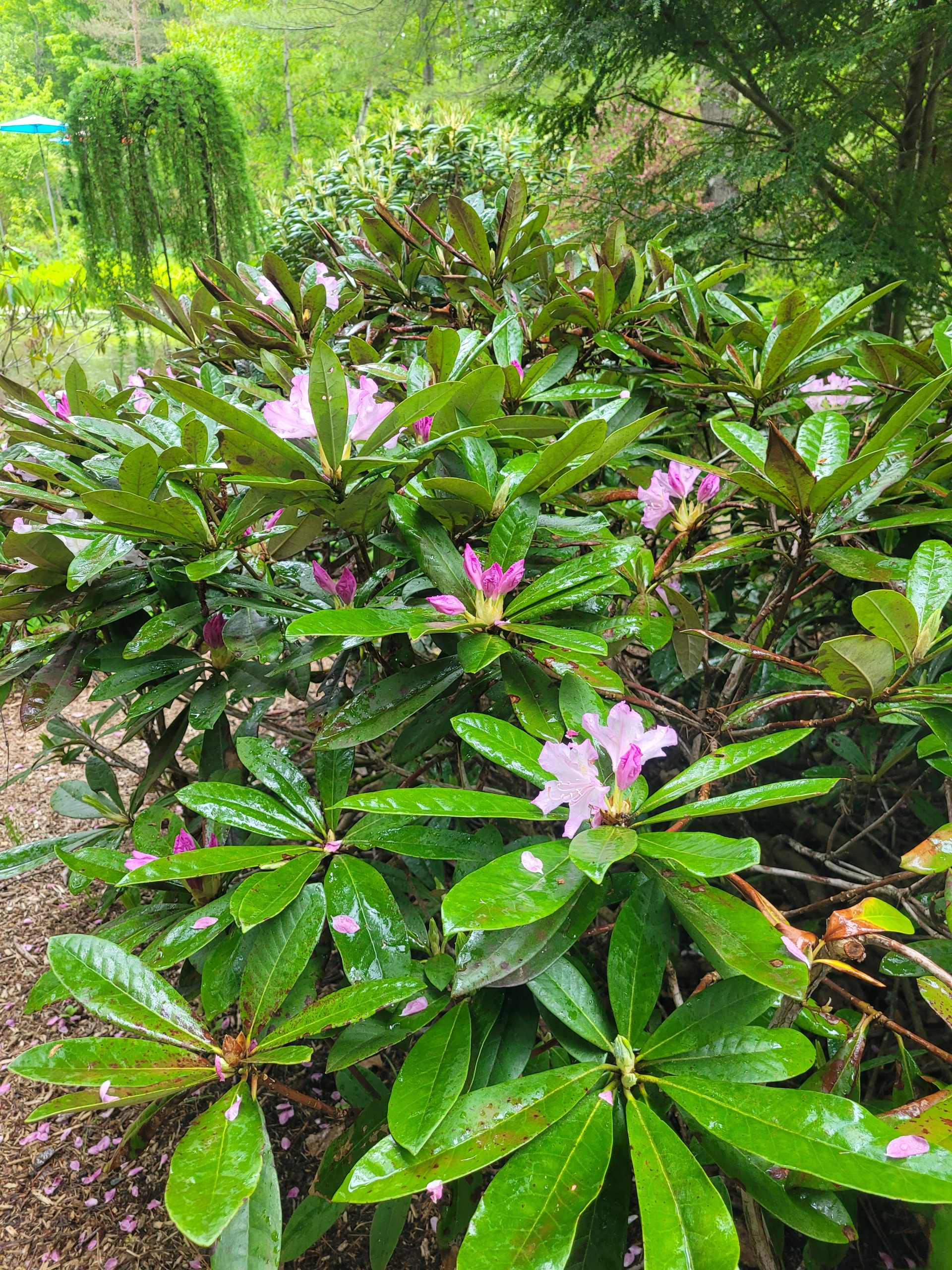 Image de la plante
