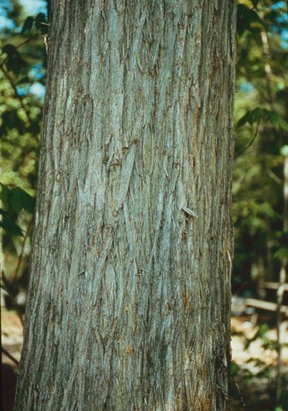 Image de la plante