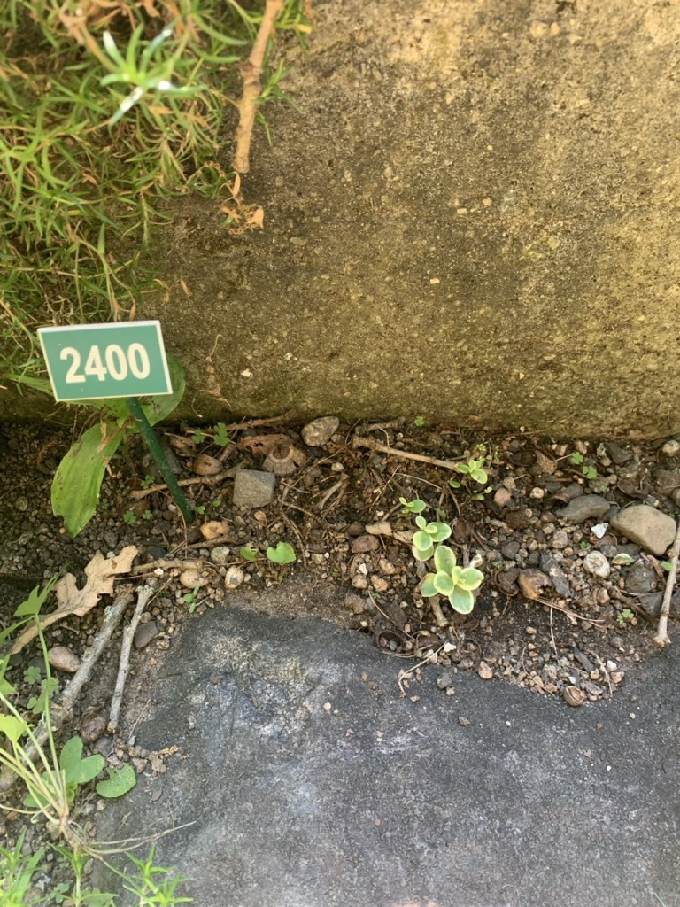 Image de la plante