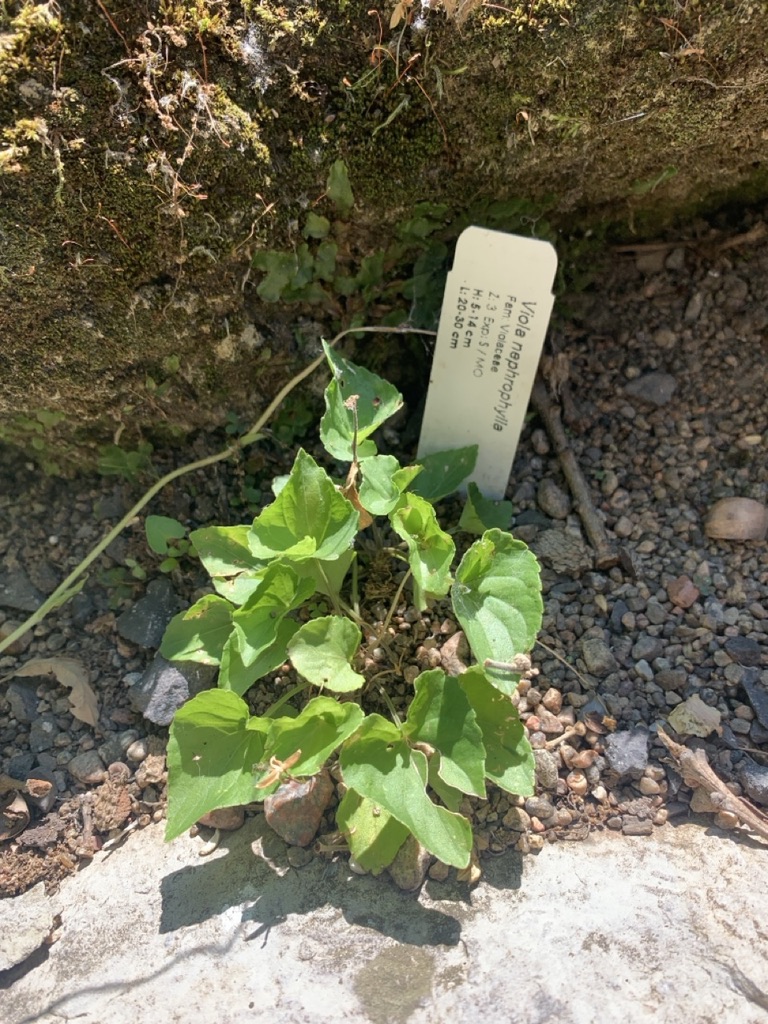 Image de la plante