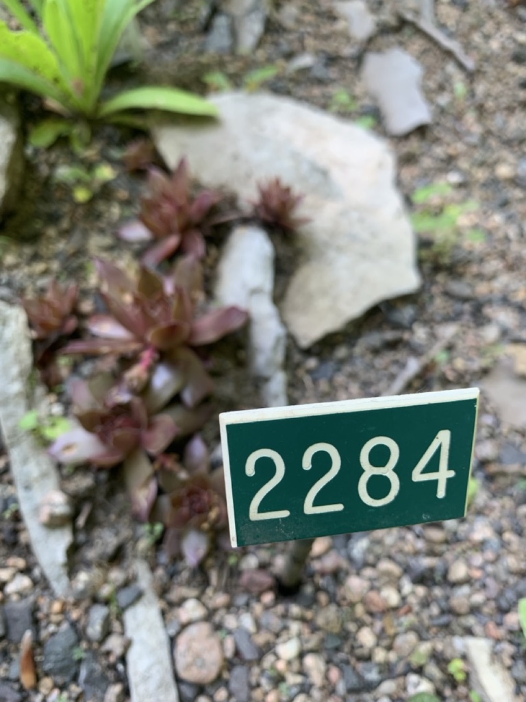 Image de la plante