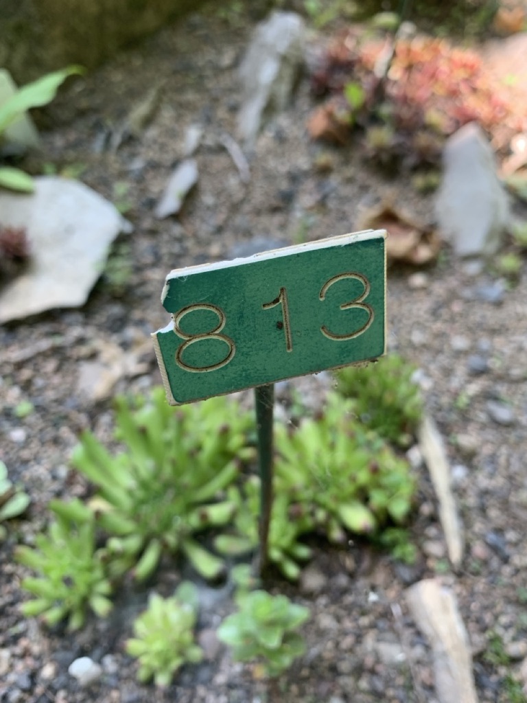 Image de la plante