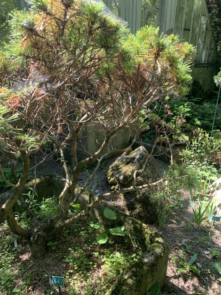 Image de la plante