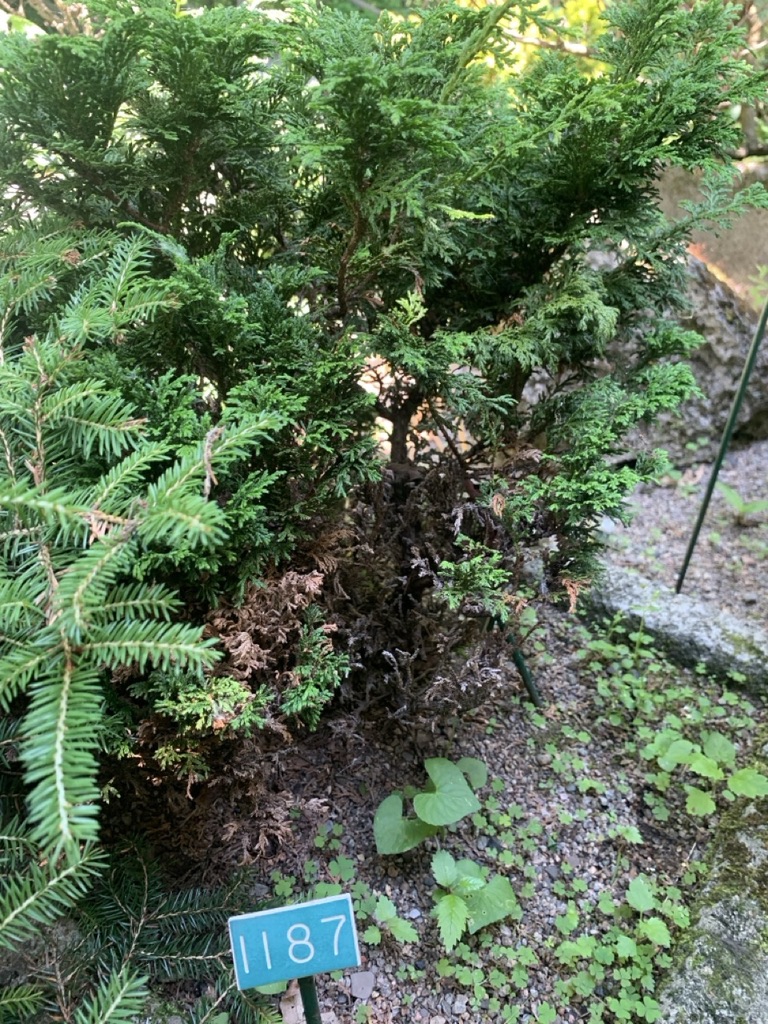 Image de la plante