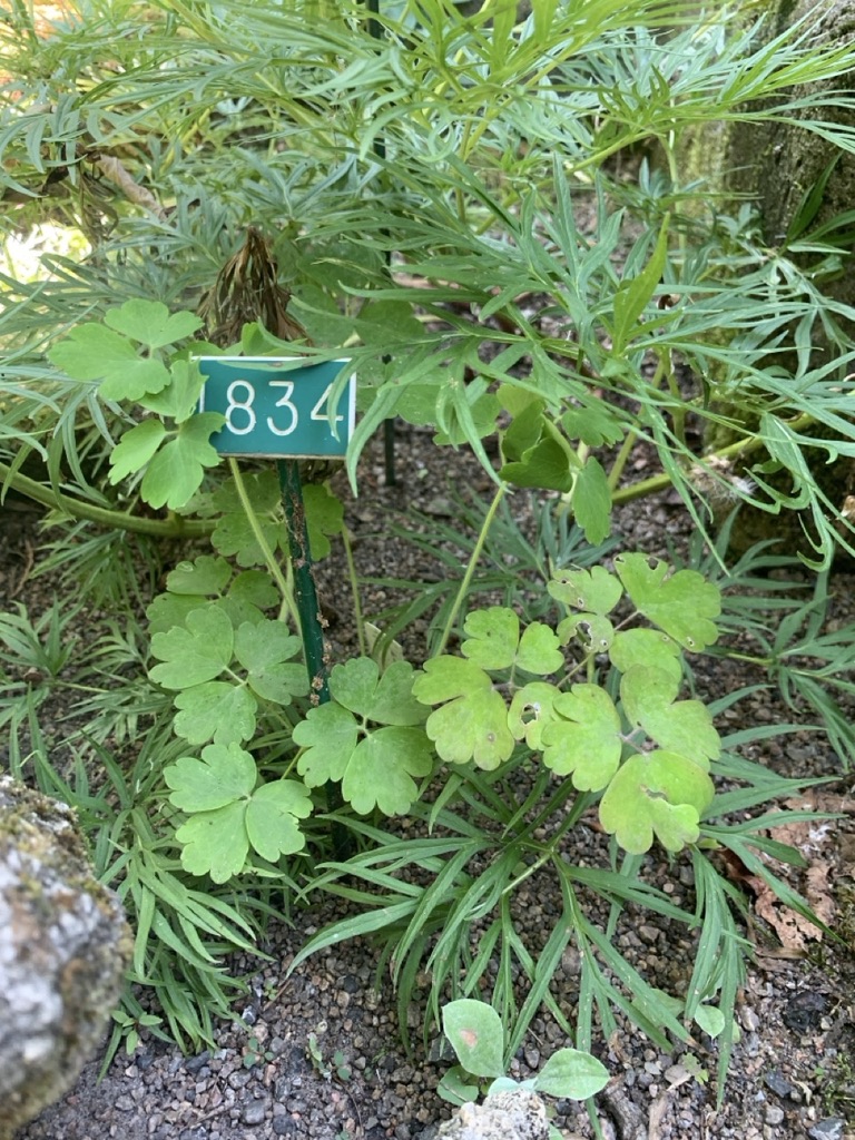Image de la plante