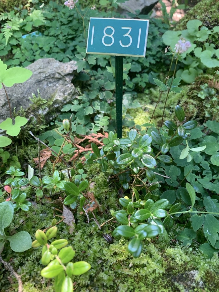 Image de la plante