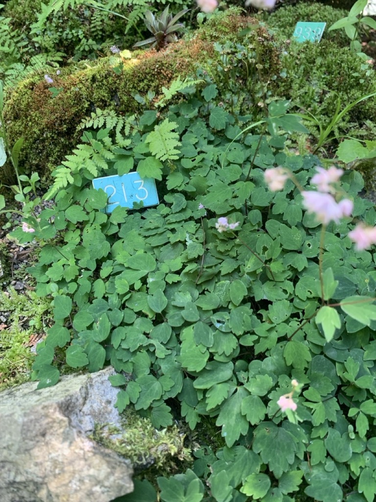 Image de la plante